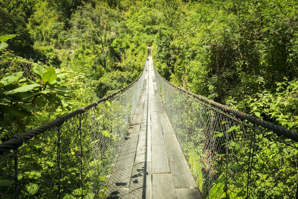 Jungle Bridge